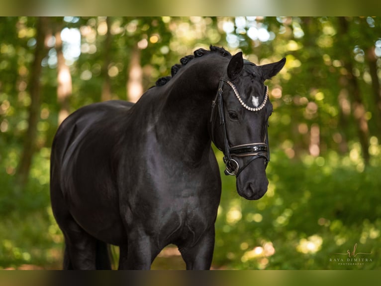 German Sport Horse Gelding 4 years 15,2 hh Black in Wehringen