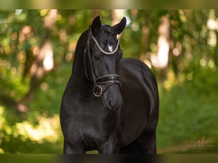 German Sport Horse Gelding 4 years 15,2 hh Black in Wehringen