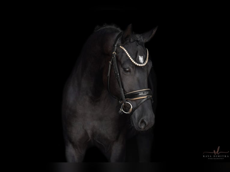 German Sport Horse Gelding 4 years 15,2 hh Black in Wehringen