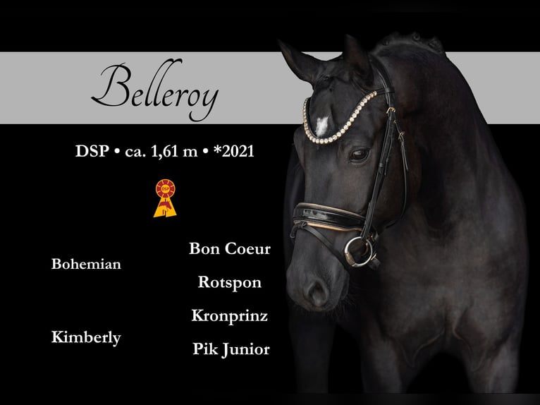 German Sport Horse Gelding 4 years 15,2 hh Black in Wehringen