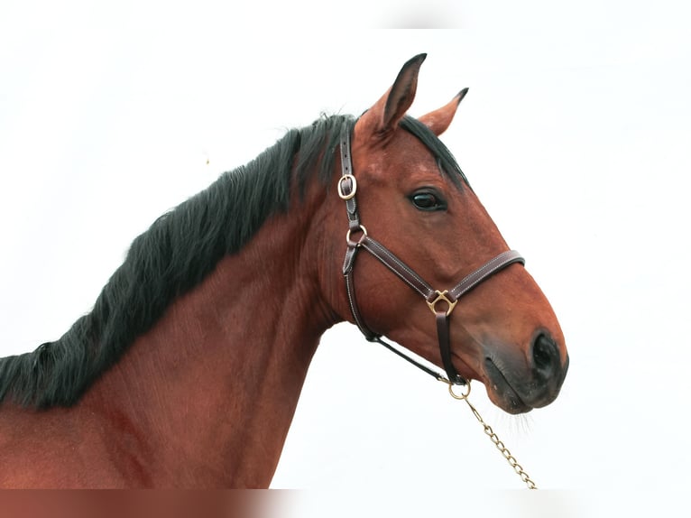 German Sport Horse Gelding 4 years 15,2 hh Brown in Crailsheim