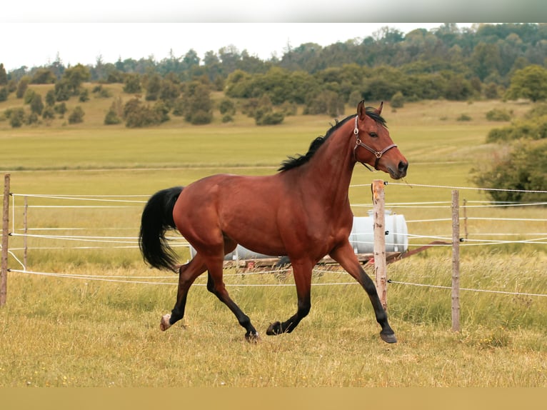 German Sport Horse Gelding 4 years 15,2 hh Brown in Crailsheim