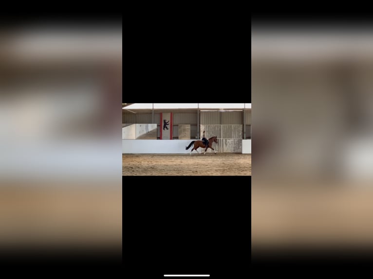 German Sport Horse Gelding 4 years 15,2 hh Brown in Strausberg
