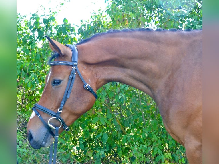 German Sport Horse Gelding 4 years 15,2 hh Brown in W&#xFC;rzburg