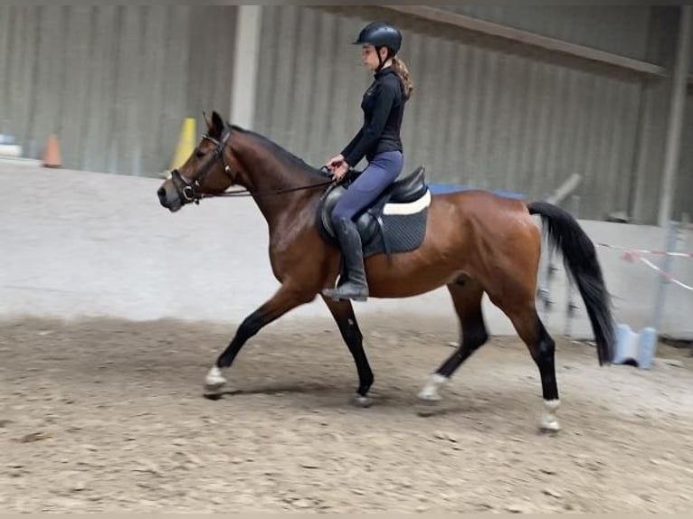 German Sport Horse Gelding 4 years 15,2 hh Brown in W&#xFC;rzburg