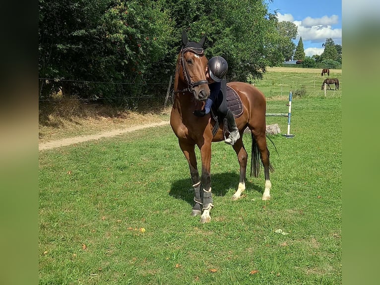 German Sport Horse Gelding 4 years 15,2 hh Brown in Reichenbach/O.L.