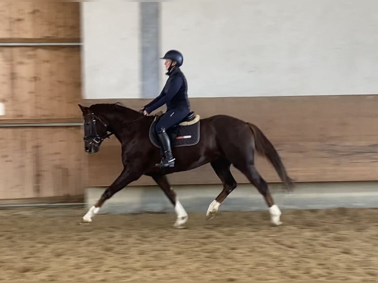 German Sport Horse Gelding 4 years 15,2 hh Chestnut in Kißlegg