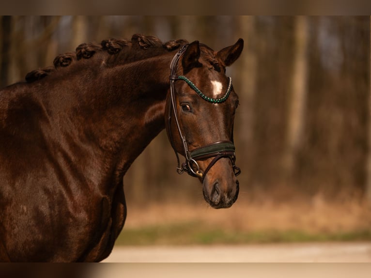 German Sport Horse Gelding 4 years 15,2 hh Chestnut in Wehringen