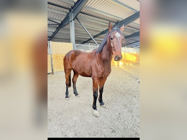 German Sport Horse Gelding 4 years 15,3 hh Brown in Gronau (Leine)