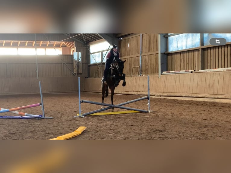 German Sport Horse Gelding 4 years 15,3 hh Chestnut in Neumarkt in der Oberpfalz