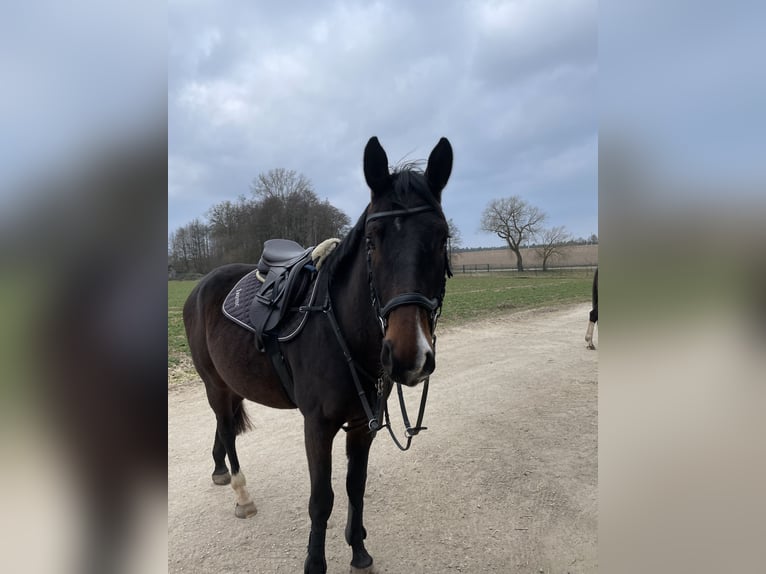 German Sport Horse Gelding 4 years 15,3 hh Chestnut in Neumarkt in der Oberpfalz