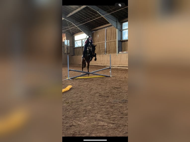 German Sport Horse Gelding 4 years 15,3 hh Chestnut in Neumarkt in der Oberpfalz