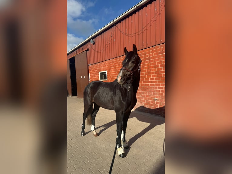 German Sport Horse Gelding 4 years 15,3 hh Grey in Horstmar