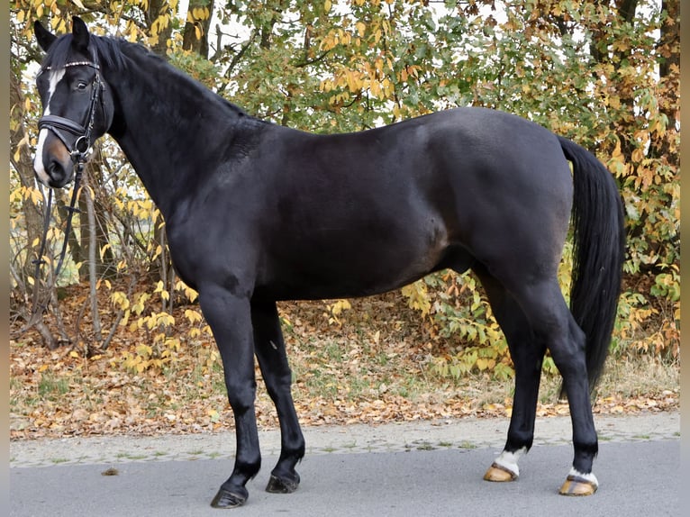 German Sport Horse Gelding 4 years 15,3 hh Smoky-Black in Isterberg