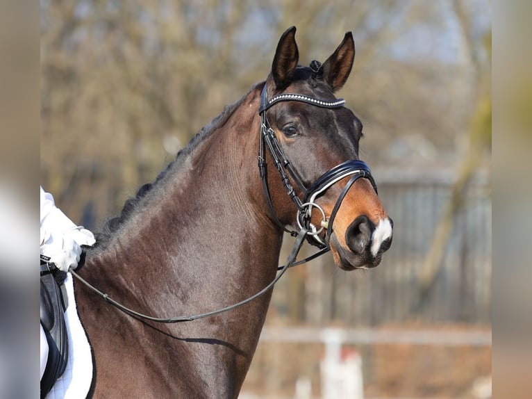 German Sport Horse Gelding 4 years 16.1 hh Bay-Dark in Moritzburg