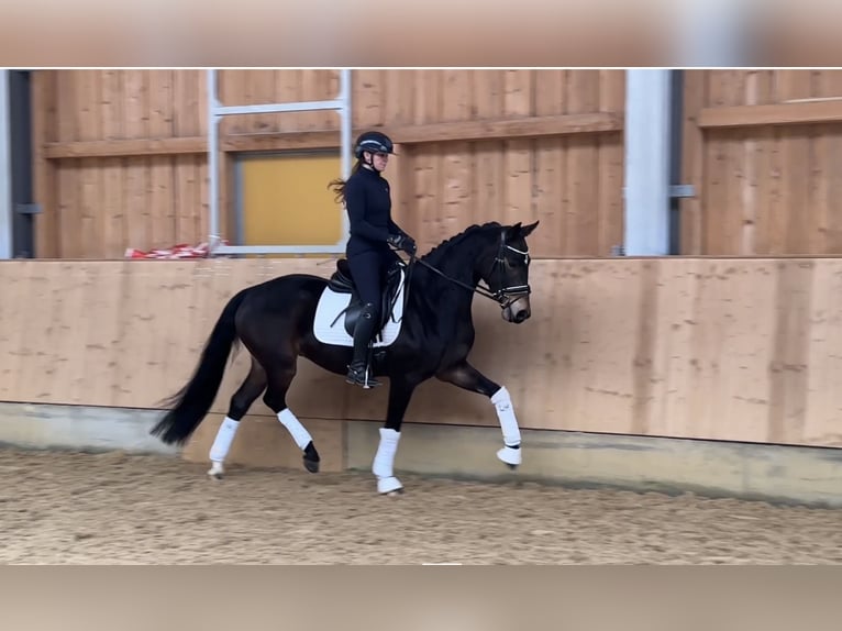 German Sport Horse Gelding 4 years 16,1 hh Bay-Dark in Ampfing