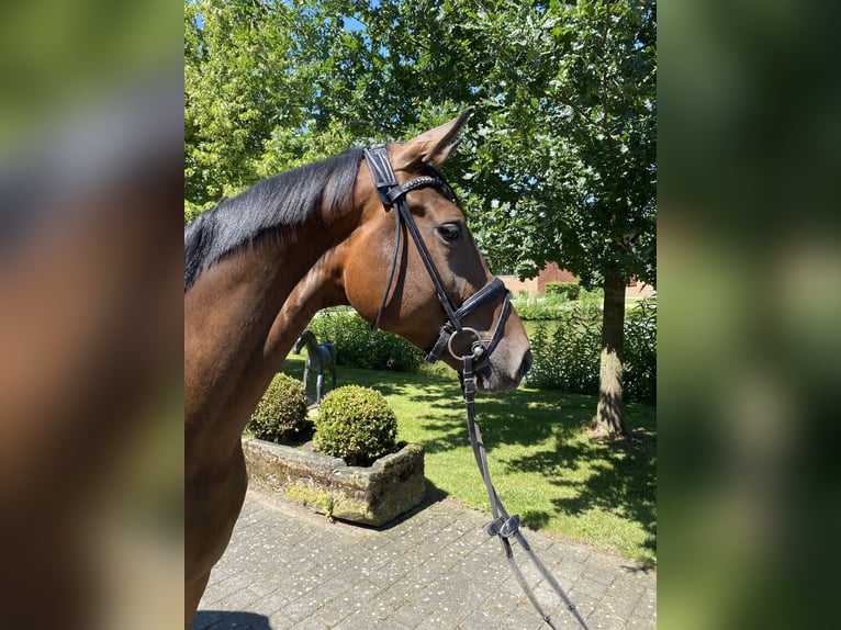 German Sport Horse Gelding 4 years 16,1 hh Bay-Dark in Altenberge