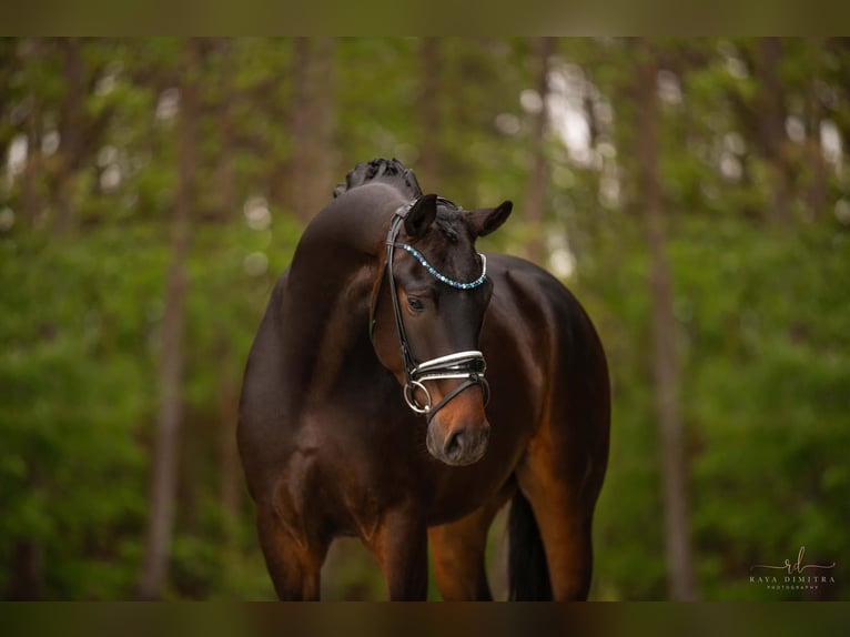 German Sport Horse Gelding 4 years 16,1 hh Bay-Dark in Wehringen