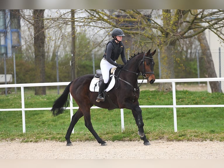 German Sport Horse Gelding 4 years 16,1 hh Bay-Dark in Lonsee