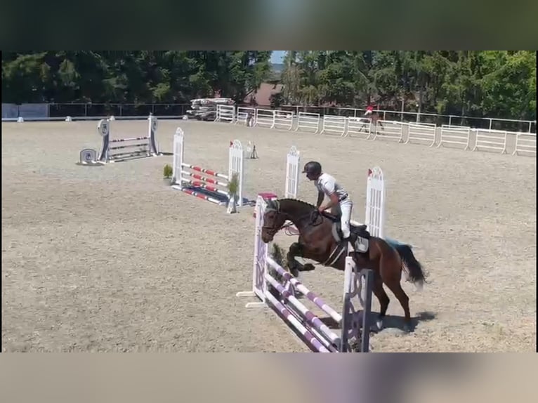 German Sport Horse Gelding 4 years 16,1 hh Bay-Dark in Gadow