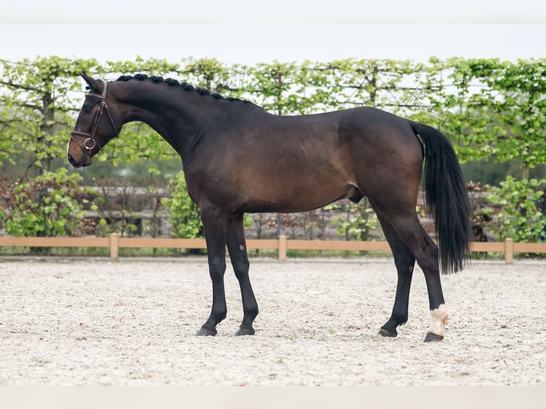 German Sport Horse Gelding 4 years 16,1 hh Bay-Dark in Goch