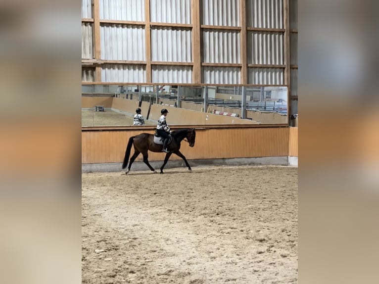 German Sport Horse Gelding 4 years 16.1 hh Bay-Dark in Irsch