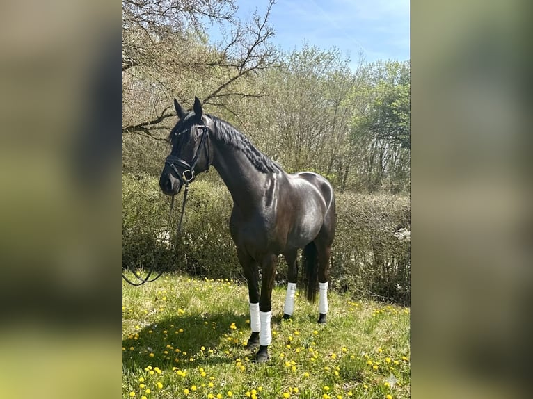 German Sport Horse Gelding 4 years 16.1 hh Black in Weilheim an der Teck