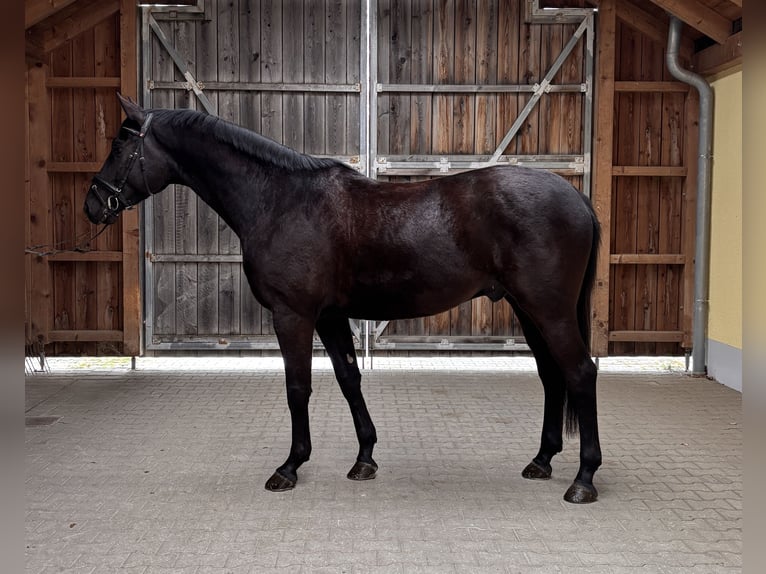 German Sport Horse Gelding 4 years 16.1 hh Black in Duggendorf
