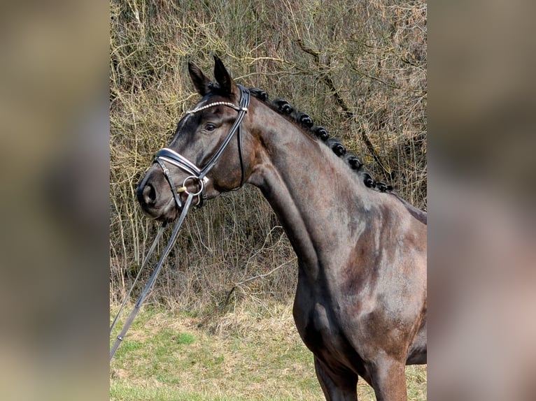 German Sport Horse Gelding 4 years 16.1 hh Black in Plech