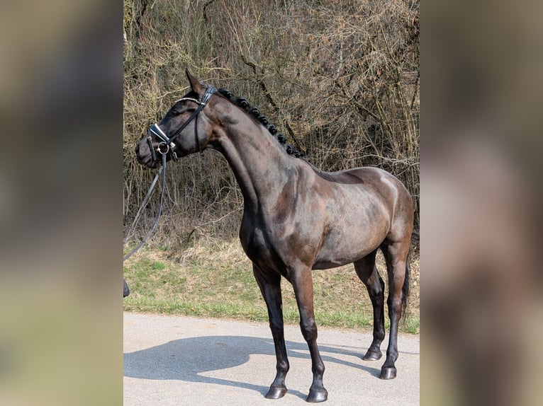 German Sport Horse Gelding 4 years 16.1 hh Black in Plech