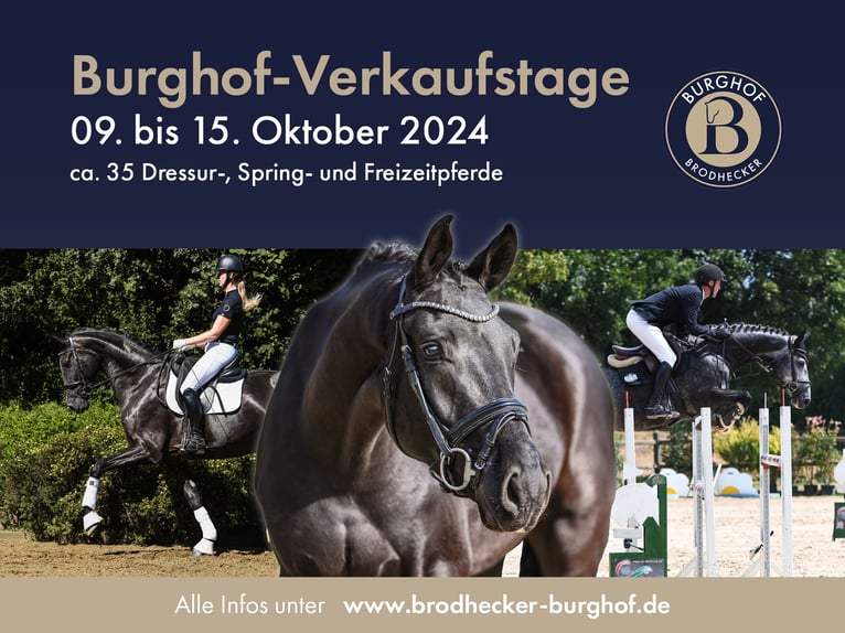 German Sport Horse Gelding 4 years 16,1 hh Black in Riedstadt