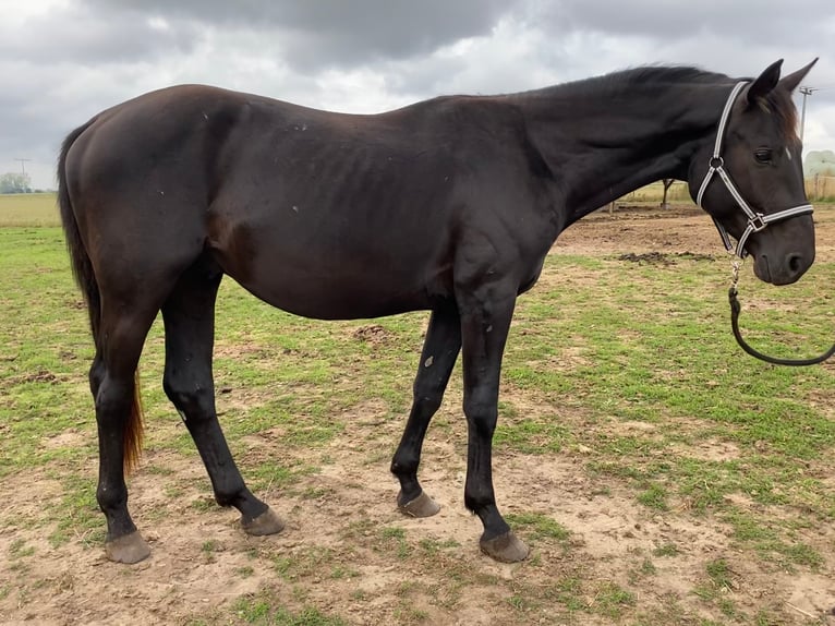 German Sport Horse Gelding 4 years 16,1 hh Black in Schopfloch