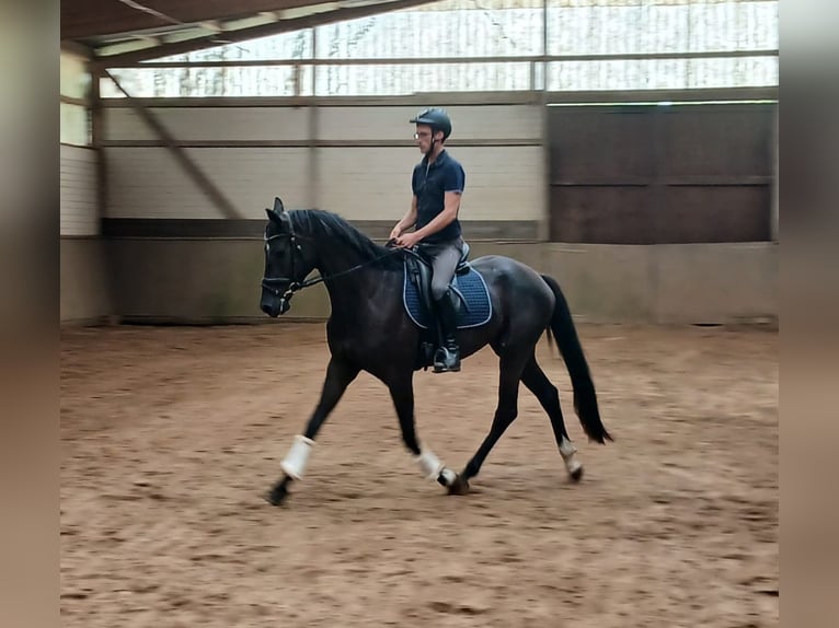 German Sport Horse Gelding 4 years 16.1 hh Black in Wittstock/Dosse