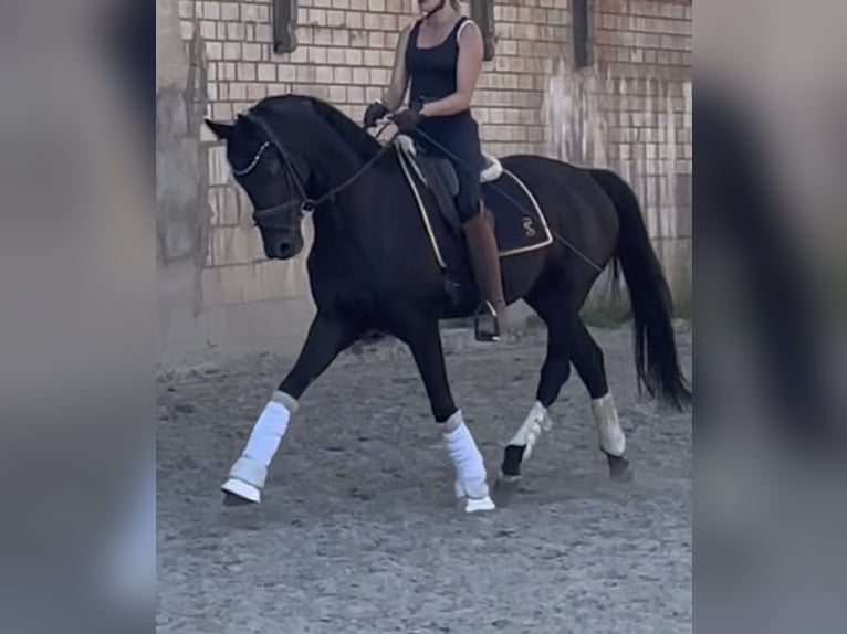 German Sport Horse Gelding 4 years 16.1 hh Black in Schöningen