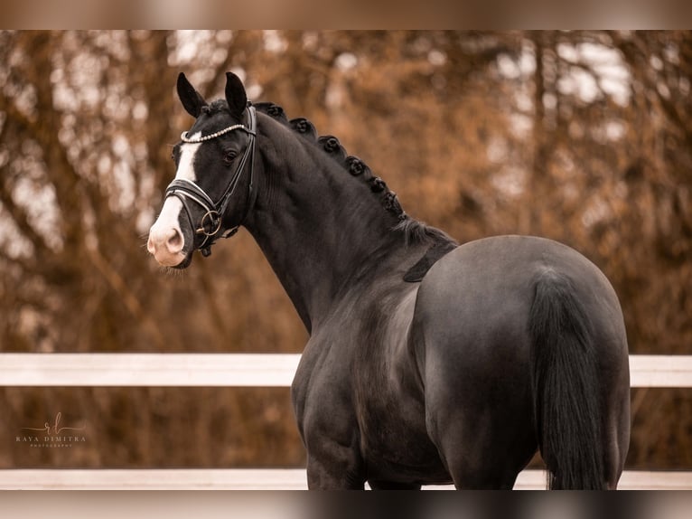 German Sport Horse Gelding 4 years 16,1 hh Black in Wehringen