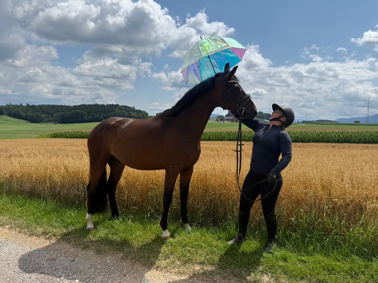 German Sport Horse Gelding 4 years 16.1 hh Brown in Traunstein