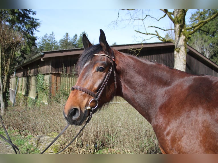 German Sport Horse Gelding 4 years 16,1 hh Brown in Mainhardt