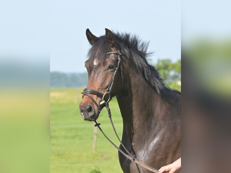German Sport Horse Gelding 4 years 16.1 hh Brown in Rhinow