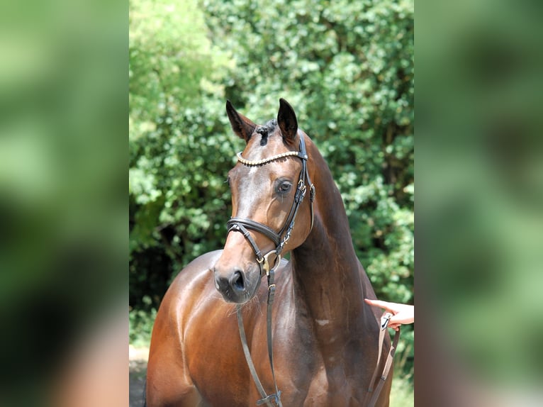 German Sport Horse Gelding 4 years 16.1 hh Brown in Lonsee