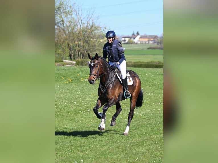 German Sport Horse Gelding 4 years 16.1 hh Brown in Gomadingen