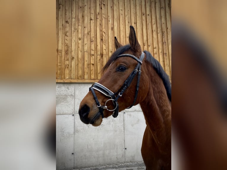 German Sport Horse Gelding 4 years 16,1 hh Brown in Hurlach