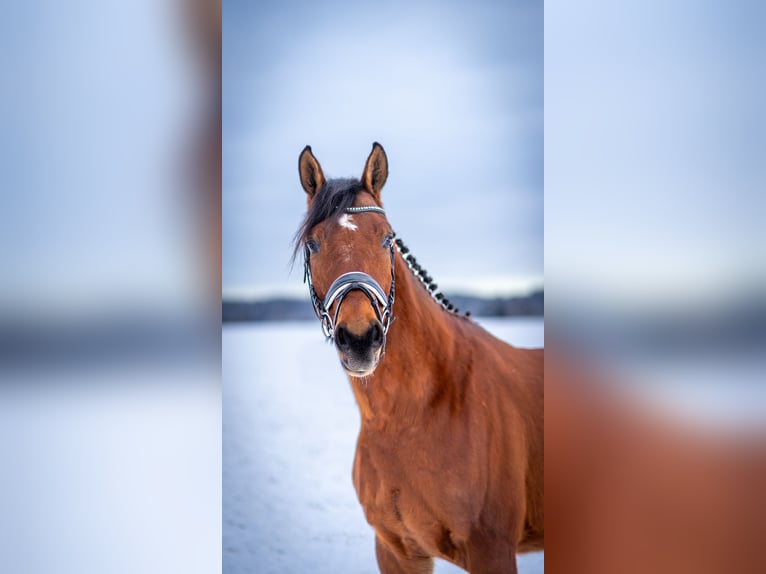 German Sport Horse Gelding 4 years 16,1 hh Brown in Hurlach