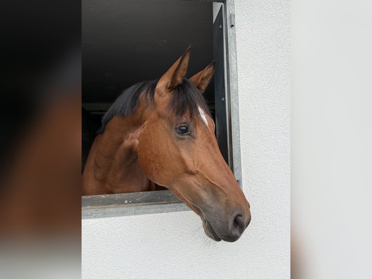 German Sport Horse Gelding 4 years 16,1 hh Brown in Rankweil German Sport Horse Gelding 4 years 16,1 hh Brown in Rankweil