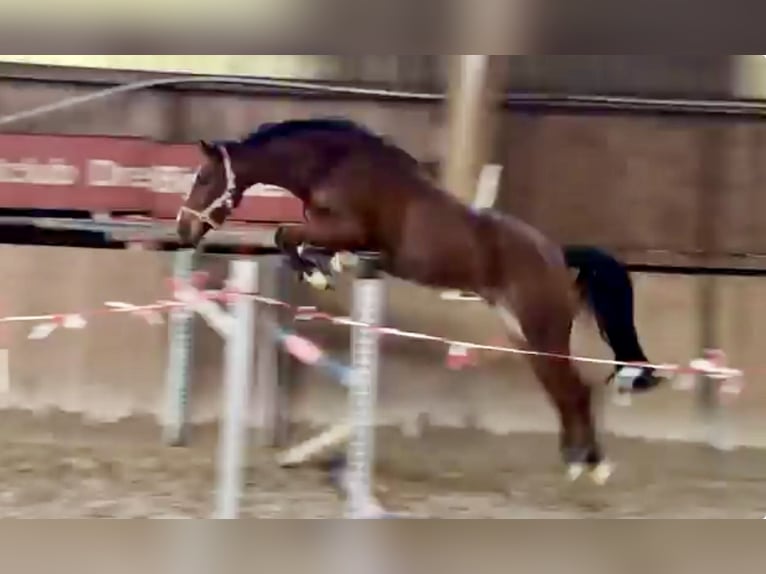 German Sport Horse Gelding 4 years 16.1 hh Brown in Meiningen