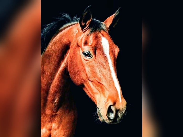 German Sport Horse Gelding 4 years 16.1 hh Brown in Meiningen
