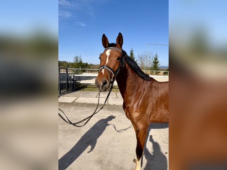 German Sport Horse Gelding 4 years 16.1 hh Brown in Meiningen