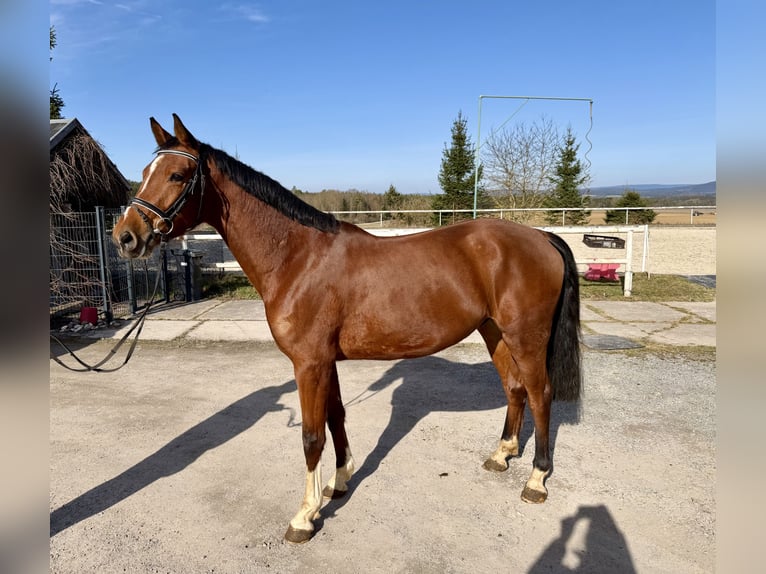 German Sport Horse Gelding 4 years 16.1 hh Brown in Meiningen