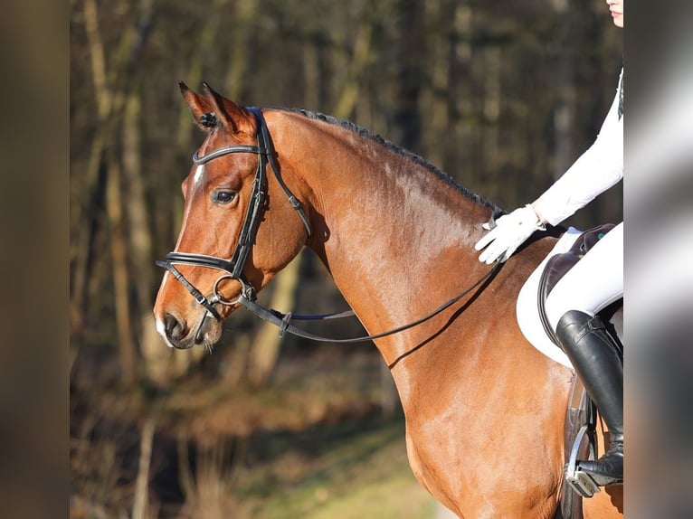 German Sport Horse Gelding 4 years 16.1 hh Brown in Moritzburg