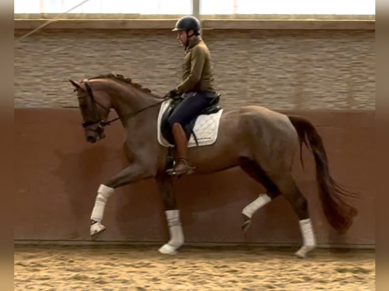 German Sport Horse Gelding 4 years 16,1 hh Chestnut in Wehringen