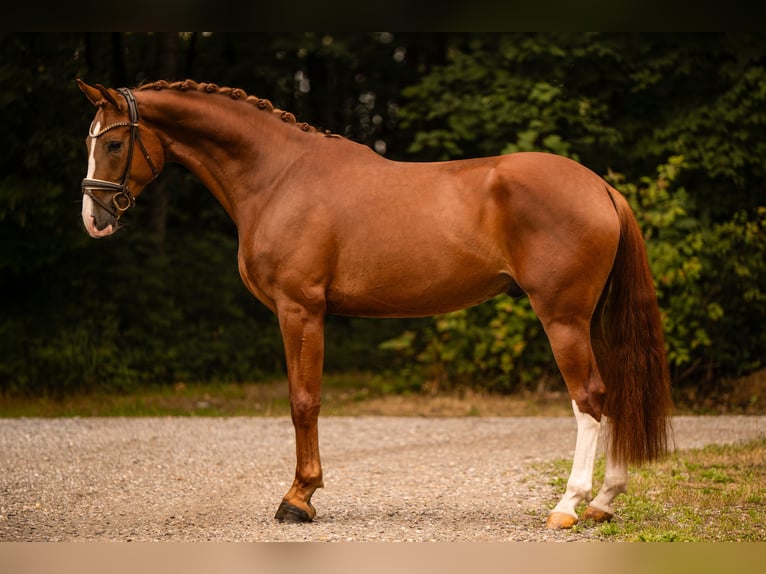 German Sport Horse Gelding 4 years 16.1 hh Chestnut in Wehringen